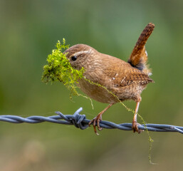 Juvenile Wren