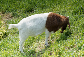 Chèvre Boer au pelage court blanc, cou et tête pie rouge broutant frugalement l'herbe verte d'un...