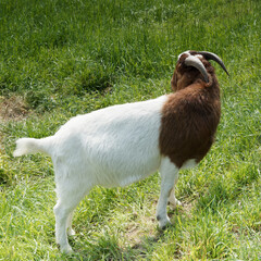 Chèvre Boer au pelage ras corps blanc, tête pie rouge cou, oreilles pendantes, nez busqué et...