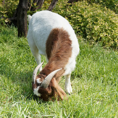 Chèvre Boer au pelage laineux ras blanc, cou et tête brun à rouge canelle, oreilles pendantes,...