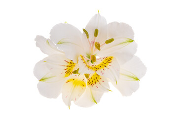 Alstroemeria flower isolated