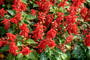 Scarlet sage, Salvia splendens, Vista Red, bright red flowers and green sage leaves in early spring, close up