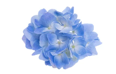 Schilderijen op glas blue hydrangea flower isolated © ksena32