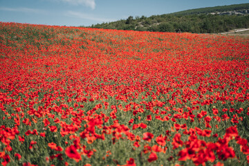 Fototapeta premium Abstract background with poppies in the field