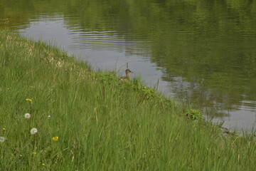 Ente am Kanal
