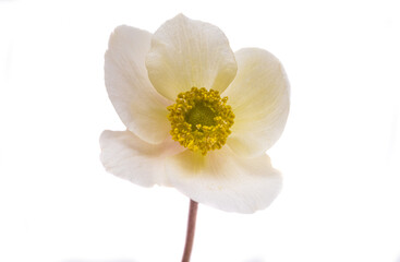 hellebore flower isolated