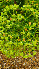 Close up of a green flower 