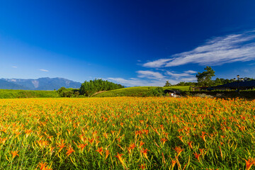Morning view of the orange daylilies and landscape
