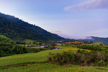 Morning view of the orange daylilies and landscape