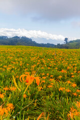 Close up shot of the orange daylily blossom over the Sixty Stone Mountain