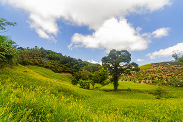 Fototapeta premium Morning view of the orange daylilies and landscape