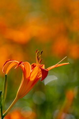 Close up shot of the orange daylily blossom over the Sixty Stone Mountain