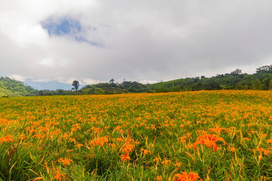 Morning view of the orange daylilies and landscape © Kit Leong