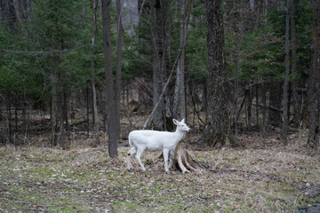 White Albino Deer Walking Through Forest
