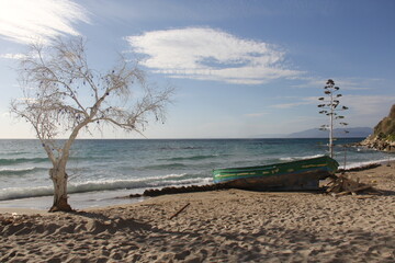 Tree at Ladies Beach at Kusadasi, Turkey