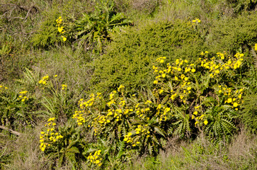 Sow thistles Sonchus hierrensis in bloom. Orone Protected Landscape. La Gomera. Canary Islands. Spain.