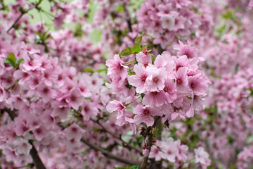  Japanese cherry tree. Close up of Cherry blossom branch 