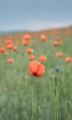 Close up of a red poppy flower in morning light with soft focus field of flowers in background. 