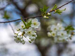 Blossoming cherry tree. Spring bloom with white flowers. Close up. Selective focus. Effective bokeh.