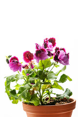 Pink magenta purple pelargonium flower