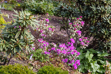 Obraz premium flowers in the garden, Botanical Garden, Oslo, Norway