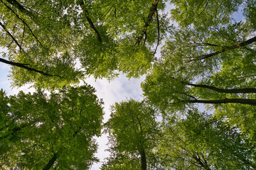 Fototapeta premium A great view up into the trees direction sky in may, Germany