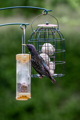 A common starling perched on a bird feeder in springtime