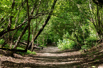 Looking along a tree lined pathway on a sunny spring day