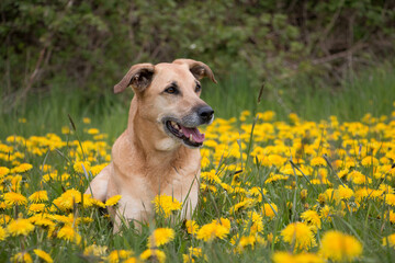 beautiful brown mixed shepherd dog is lying in a field of yellow dandelions