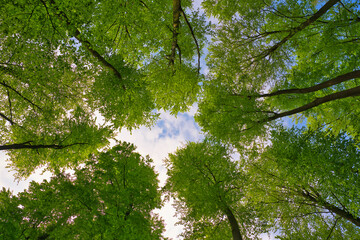 Fototapeta premium A great view up into the trees direction sky in may, Germany