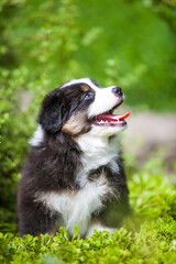 Black and tan Australian Shepherd puppy in the garden