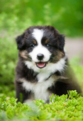 Black and tan Australian Shepherd puppy in the garden