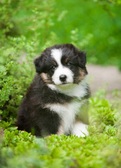 Black and tan Australian Shepherd puppy in the garden