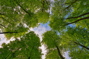 A great view up into the trees direction sky in may, Germany