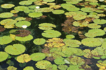 lilies in the pond