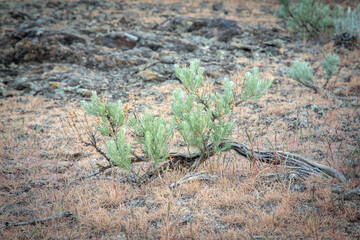 Juniper Bush at Sun Lakes Park