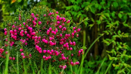 pink flowers in the garden