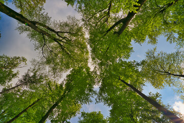 A great view up into the trees direction sky in may, Germany