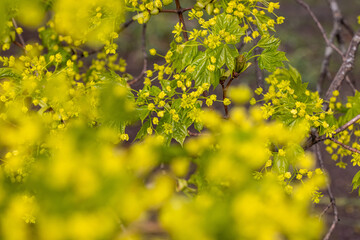 field of yellow flowers,,  Botanical Garden,  Oslo, Norway