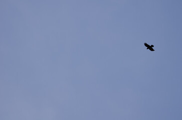 Canary Islands raven Corvus corax canariensis in flight. Targa. Alajero. La Gomera. Canary Islands. Spain.