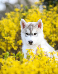 Siberian Husky puppy and yellow flowers © Ilona Didkovska