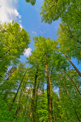 Fototapeta premium A great view up into the trees direction sky in may, Germany