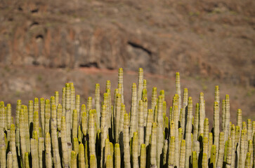 Trunks of Canary Island spurge Euphorbia canariensis. El Repecho. Alajero. La Gomera. Canary...