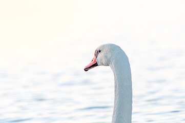 łabędź niemy na wodzie w zbliżeniu © Henryk Niestrój
