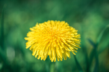 mniszek lekarski kwitnący na żółty kwiat zwany mleczem