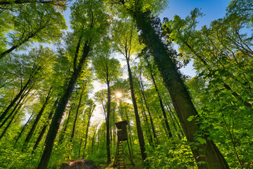 Fototapeta na wymiar A great view up into the trees direction sky in may, Germany