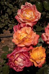 Colorful roses blooming in the garden. closeup view of Rosa Rita flowers of yellow, pink, orange and red petals, blossoming in the park in spring. 