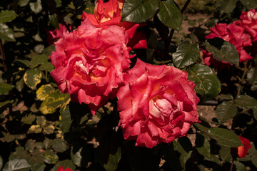 Floral. Roses blooming in the garden. Closeup view of Rosa Rita pink flowers, blooming in the park in spring.