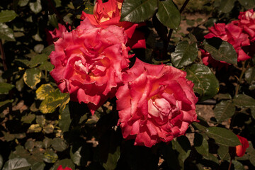 Floral. Roses blooming in the garden. Closeup view of Rosa Rita pink flowers, blooming in the park...