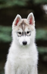 Siberian Husky puppy in the park